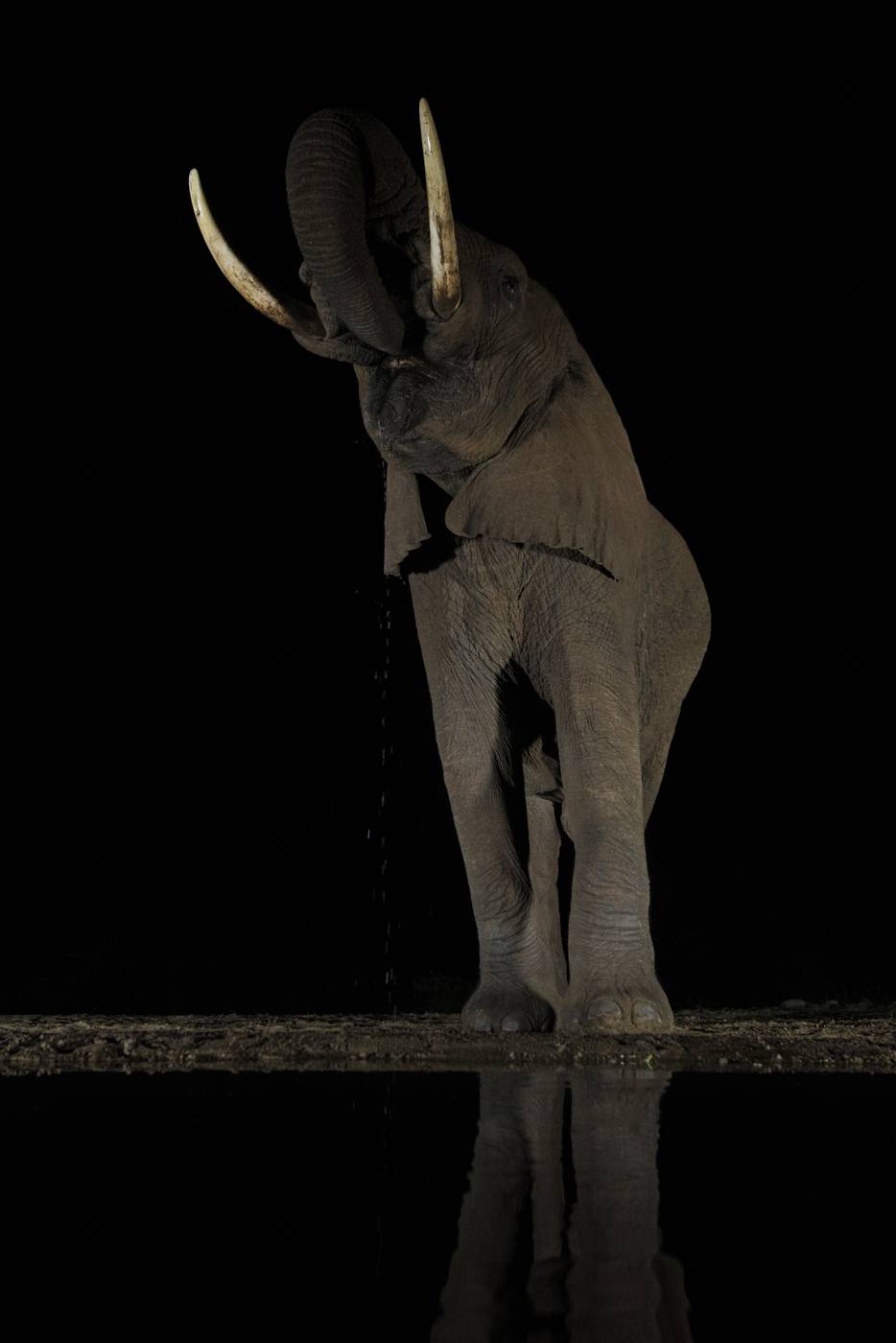 elephant at night zimanga game reserve