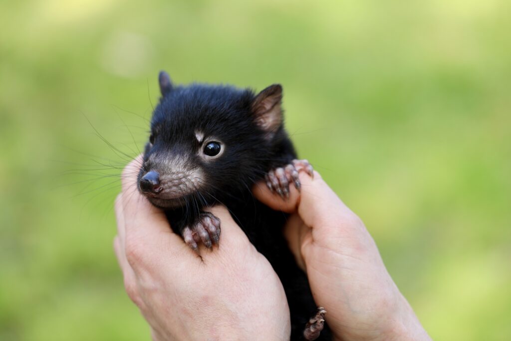 Tasmanian Devil Joey in a person's hands. 