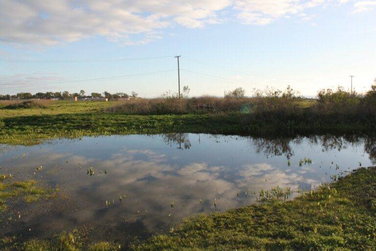 the marsh at Banning Ranch