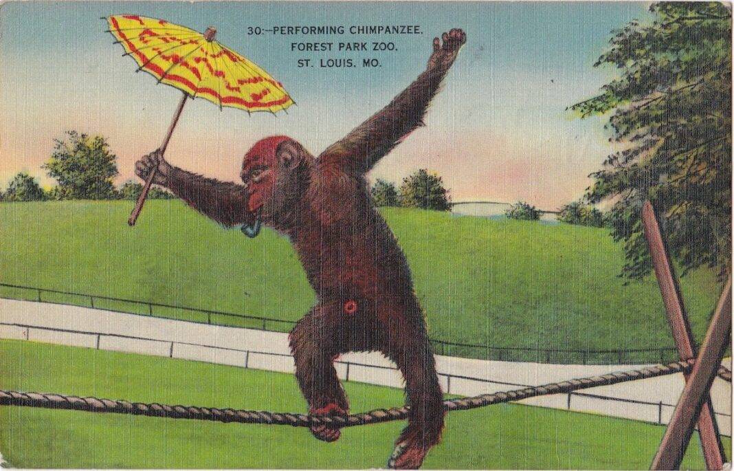 A performing chimp at the Forest Park Zoo, St. Louis. All images courtesy the Library of Congress