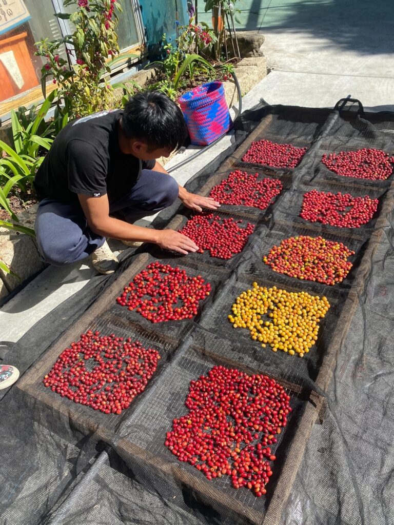 man sorting colored coffee beans