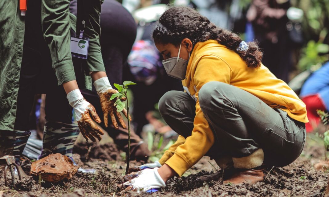 child plants seedling in ethiopia