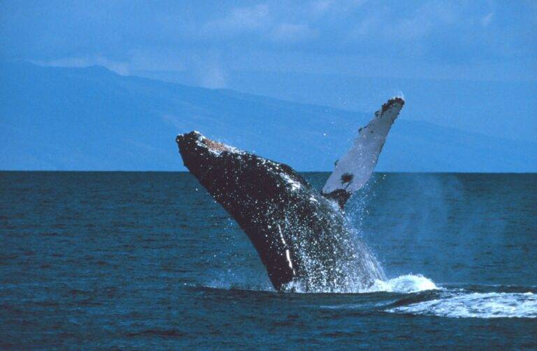 Humpback Whales Are in the Clear in Australia