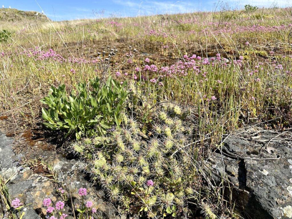 Prickly pear cactus grows in the Mitlenatch rain shadow.
