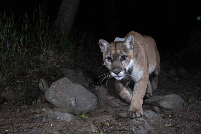 Mountain Lions to Join the Daily Los Angeles Commute