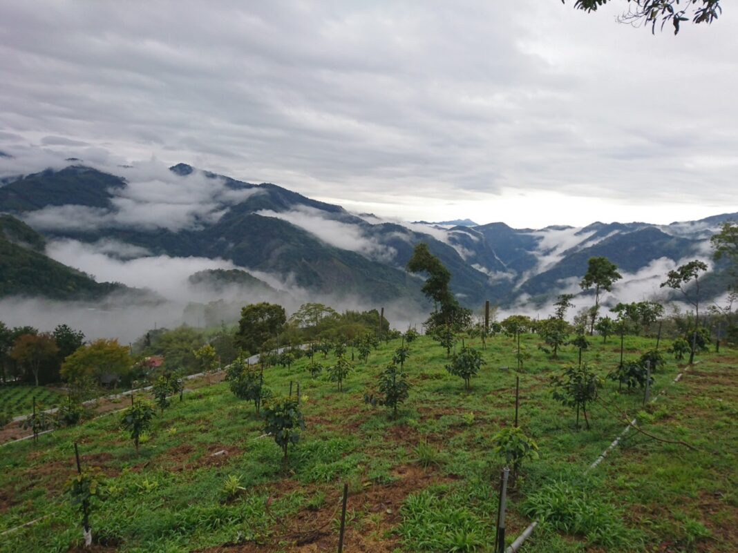 misty mountains overlooking coffee farm