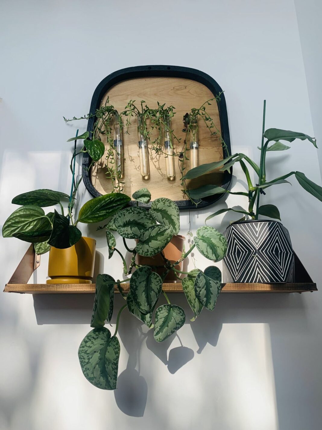 houseplants on a shelf and cuttings in test tubes hanging on a wall