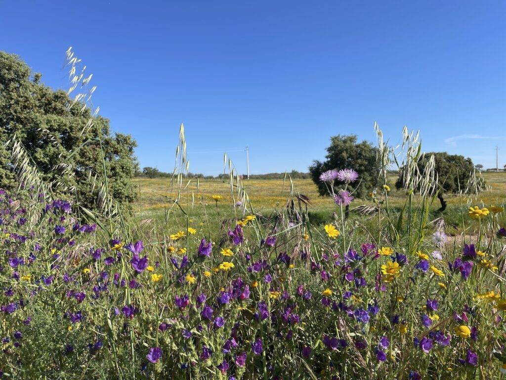 Wildflowers growing in profusion in the Alentejo region.