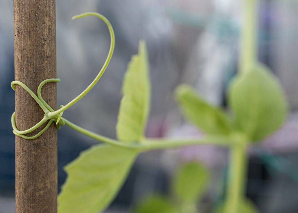 Sugar Snap Peas