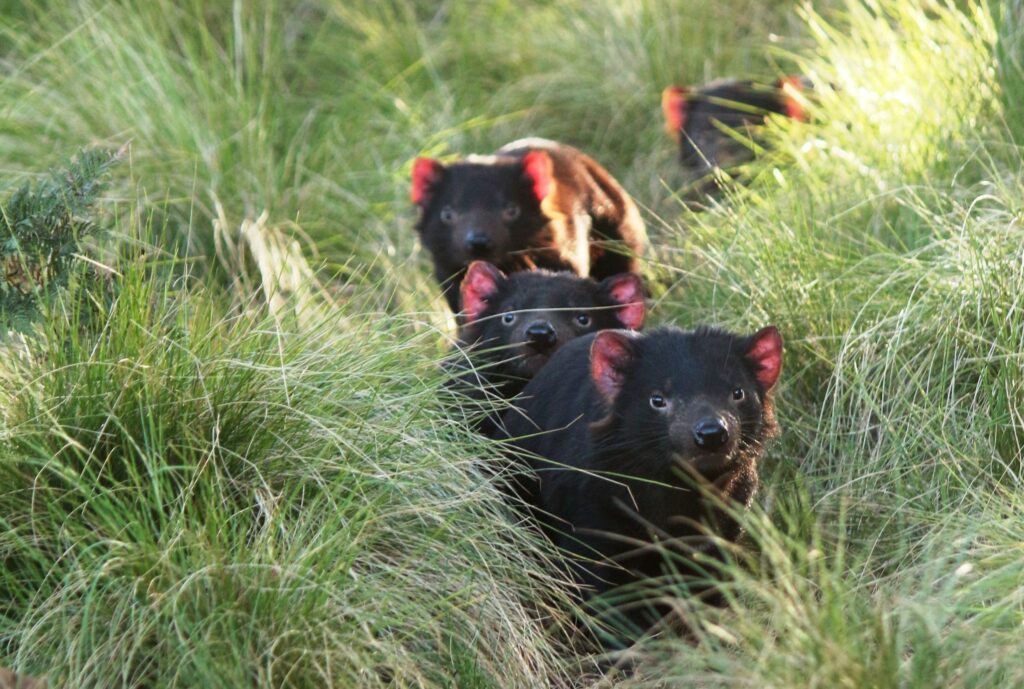 Four Tasmanian devils in a field.