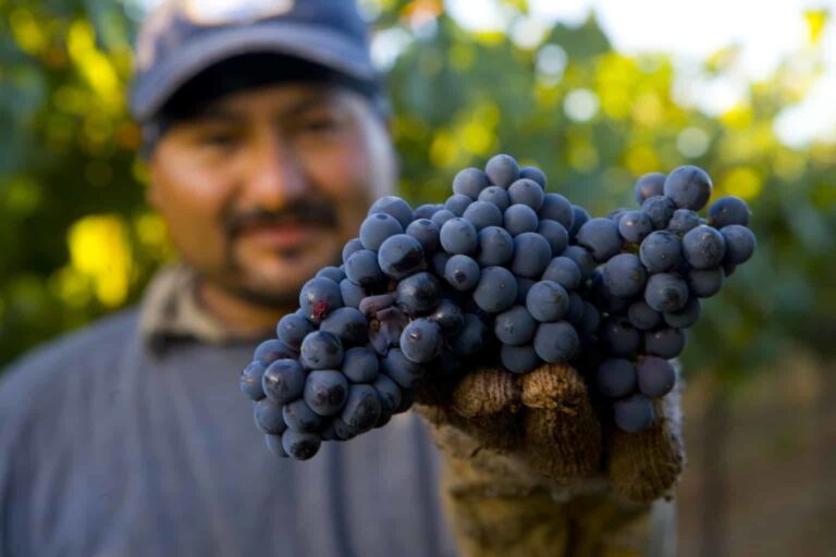 A grape cluster at Trefethen Family Vineyards