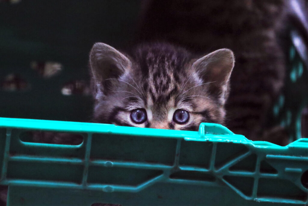 scottish wildcat kitten peeking out of a crate