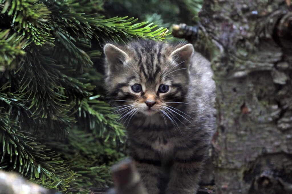 scottish wildcat kitten in pine forest