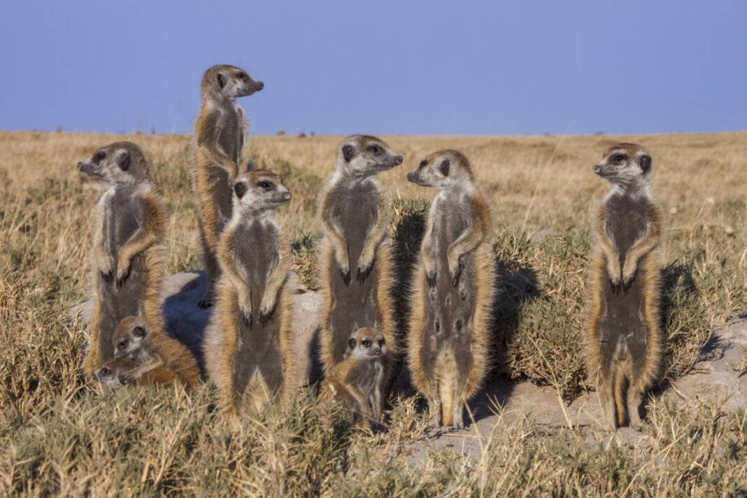 Meerkats at Dawn photo by Yasmin Namini