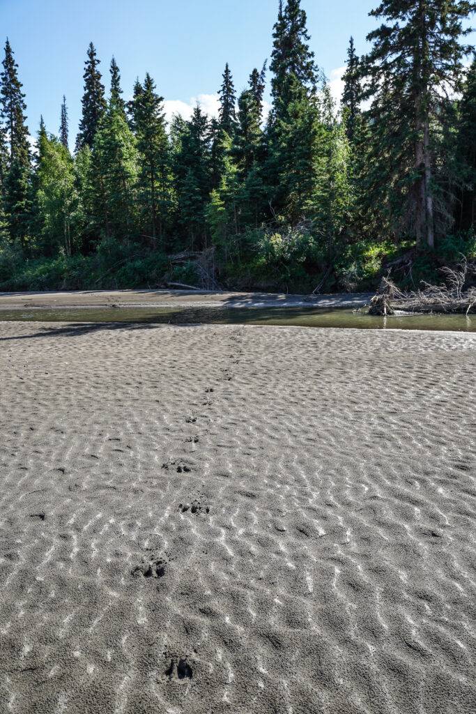 Moose prints on a sandbar lead to the edge of the forest.