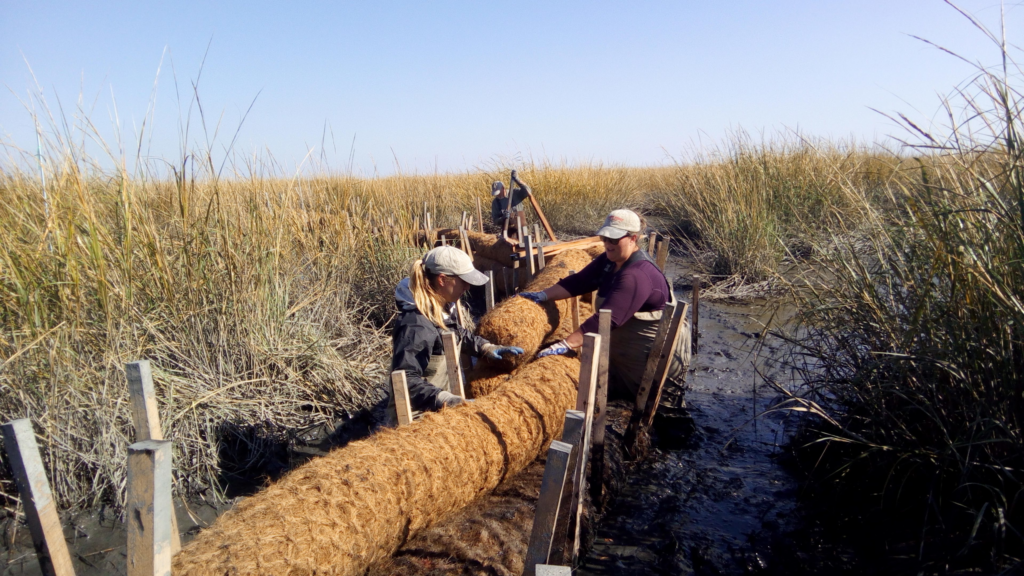 Habitat restoration practitioners securing coir logs.